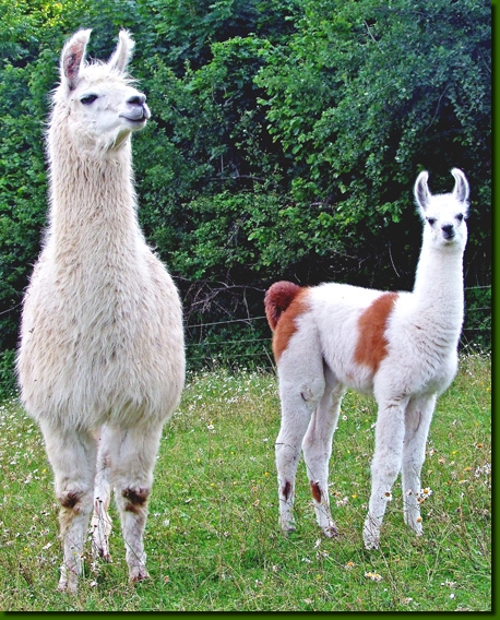 LamastutenBiancaBlanca