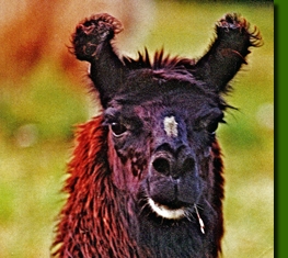 LamastutenChacaya01a