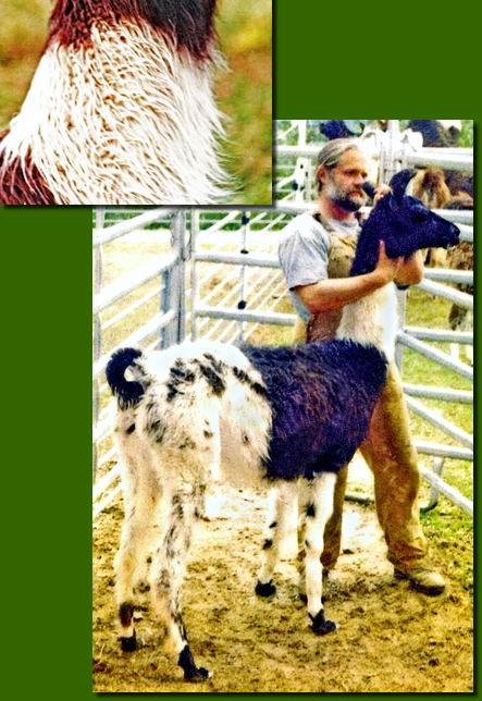 LamastutenChacaya01a