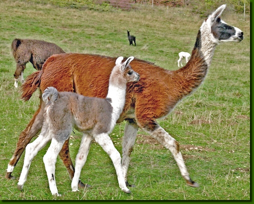 LamastutenMoscaTouwa2