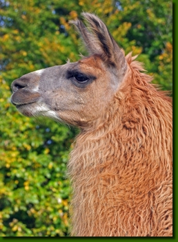 LamahengsgteDonCarlos00