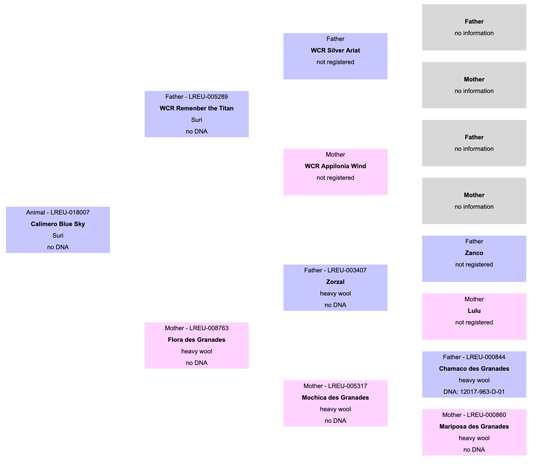 LamahengstCalimeroSB