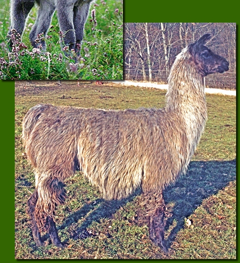 LamahengsteChungaro06