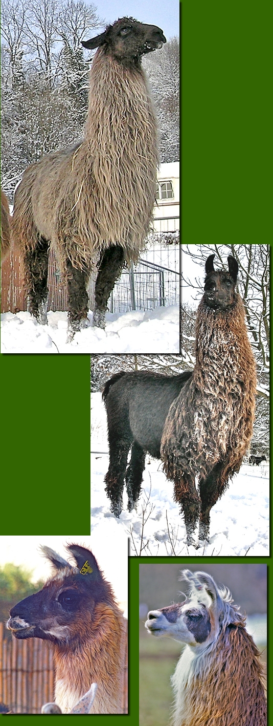 LamahengsteChungaro03