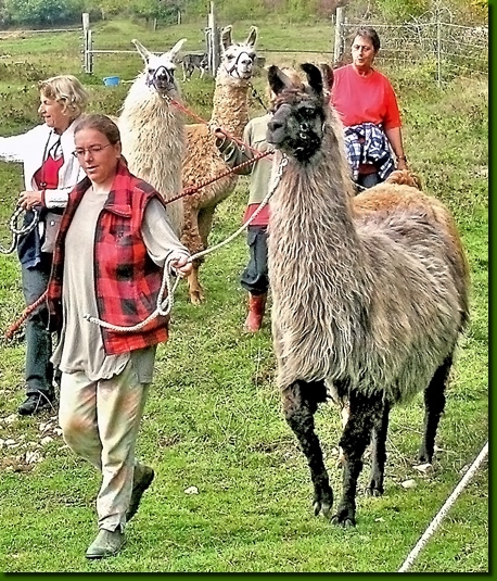 LamahengsteChungaroPetra