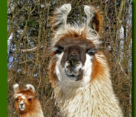 LamahengsteCondorito01