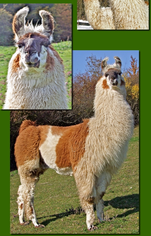 LamahengsteCondorito01