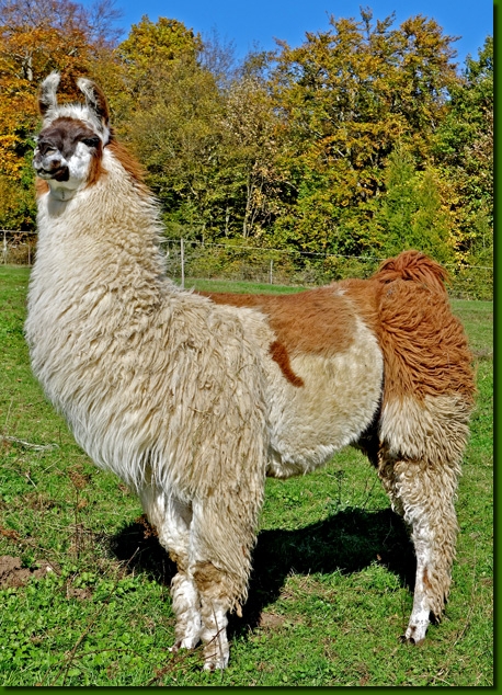 LamahengsteCondorito02