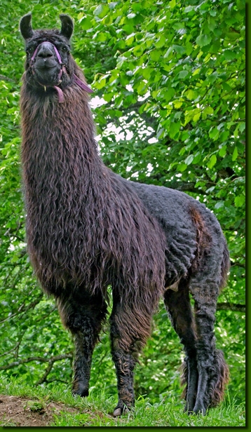 LamahengsteCornelius01