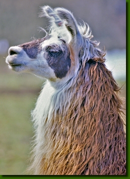 LamahengsteFandango01k