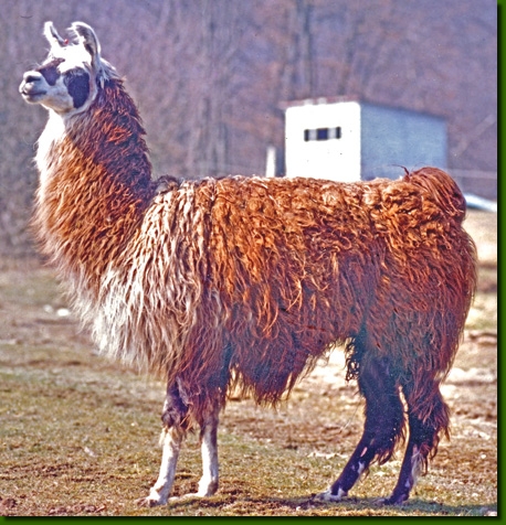 LamahengsteFandango03