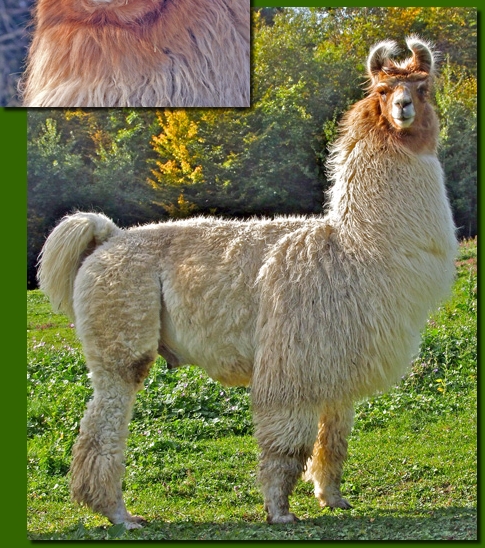 LamahengsteGeronimo03