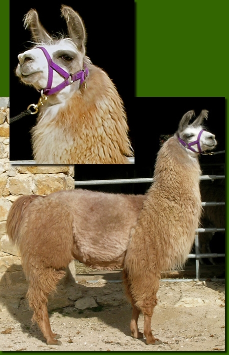 LamahengsteRosario02