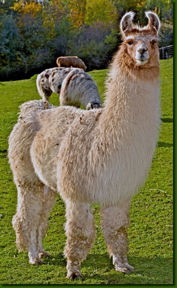 LamahengsteGeronimo02