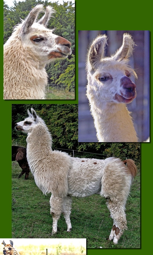 LamahengsteTiwanaku02