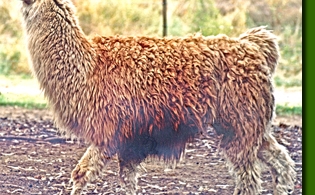 LamahengsteTiwanaku02