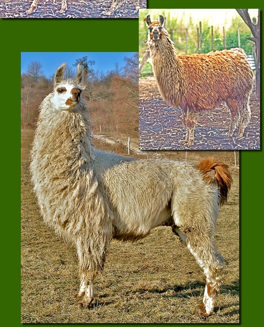 LamahengsteTiwanaku02