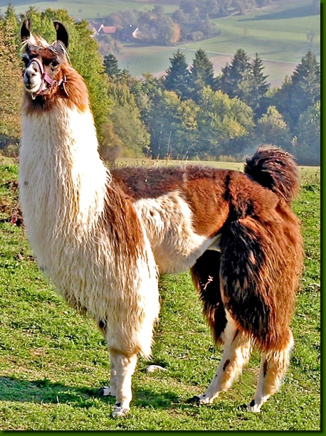 LamahengsteYankee01b