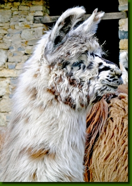 LamahengsteYarangoP0