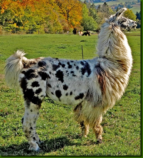 LamahengsteYarango02