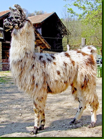 LamahengsteYarango07