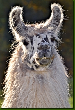 LamahengsteYarango05